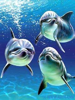 Delfiny.jpg